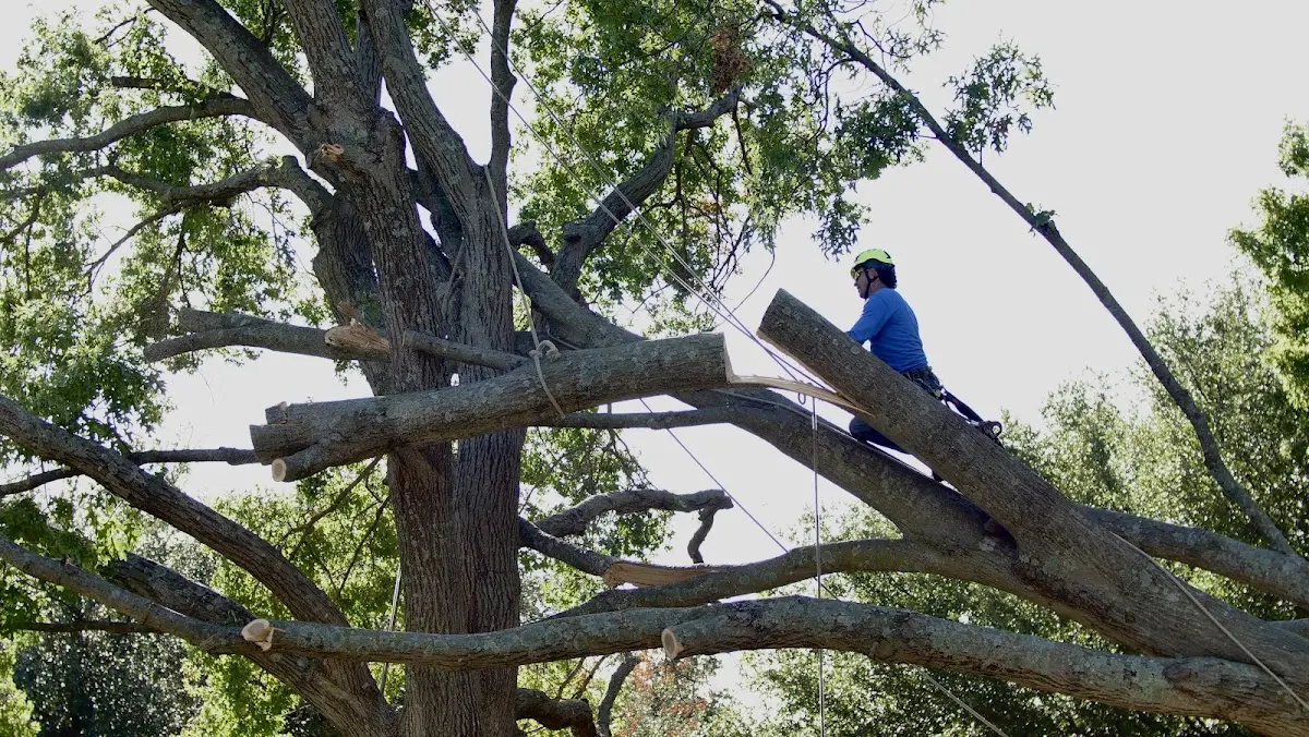 Professional Crown Thinning performed by certified arborists in Cypress