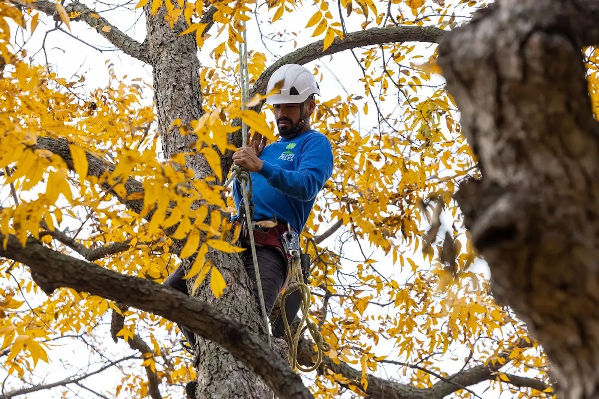 Skilled Tree Transplanting crew working in Cypress